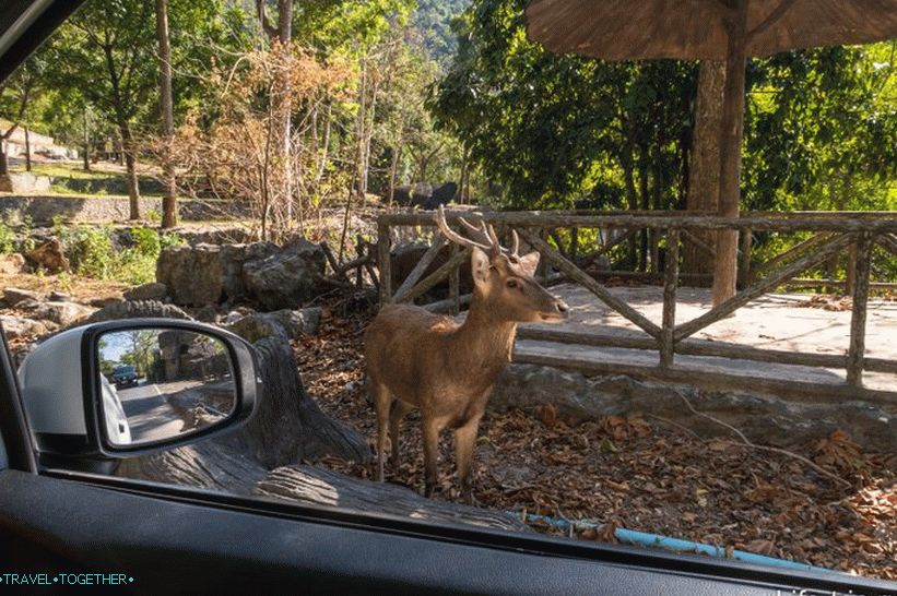 Zoološki vrt Khao Kheo u Pataji - najbolji u Tajlandu