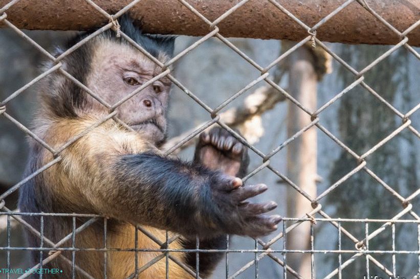 Zoološki vrt Khao Kheo u Pataji - najbolji u Tajlandu
