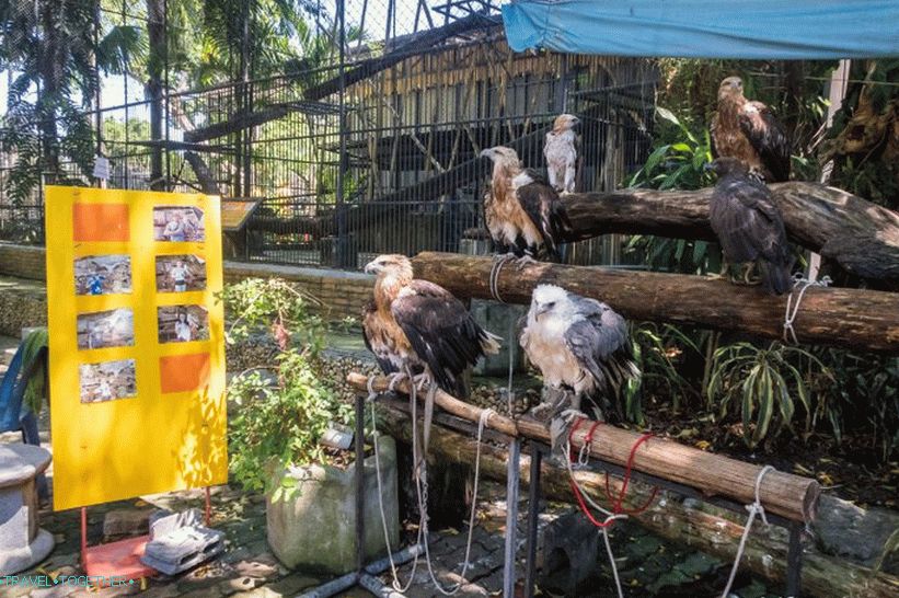 Zoološki vrt Phuket - moj pregled, cijene, fotografije i raspored emisije