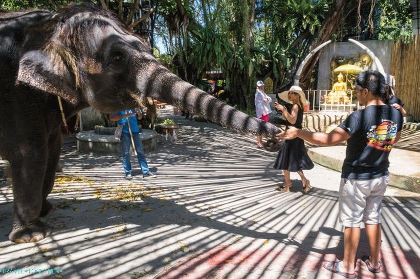 Zoološki vrt Phuket - moj pregled, cijene, fotografije i raspored emisije