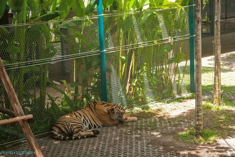 Pattaya Tiger Zoo - Egzotični Selfie sa