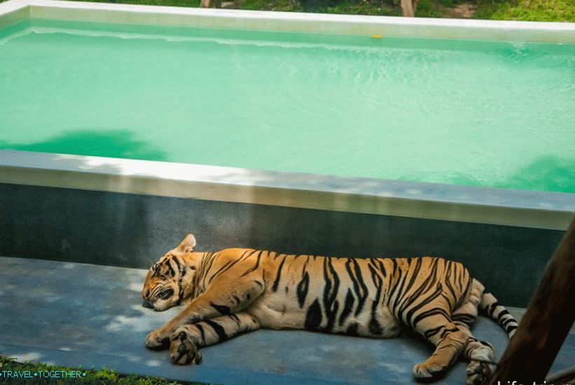 Park Tigar u Pataji