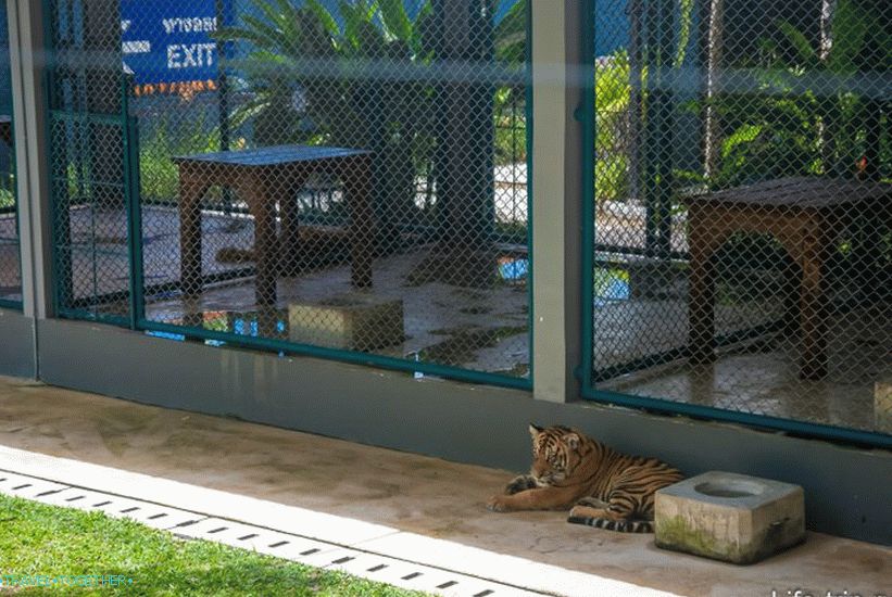 Aviary for tigers