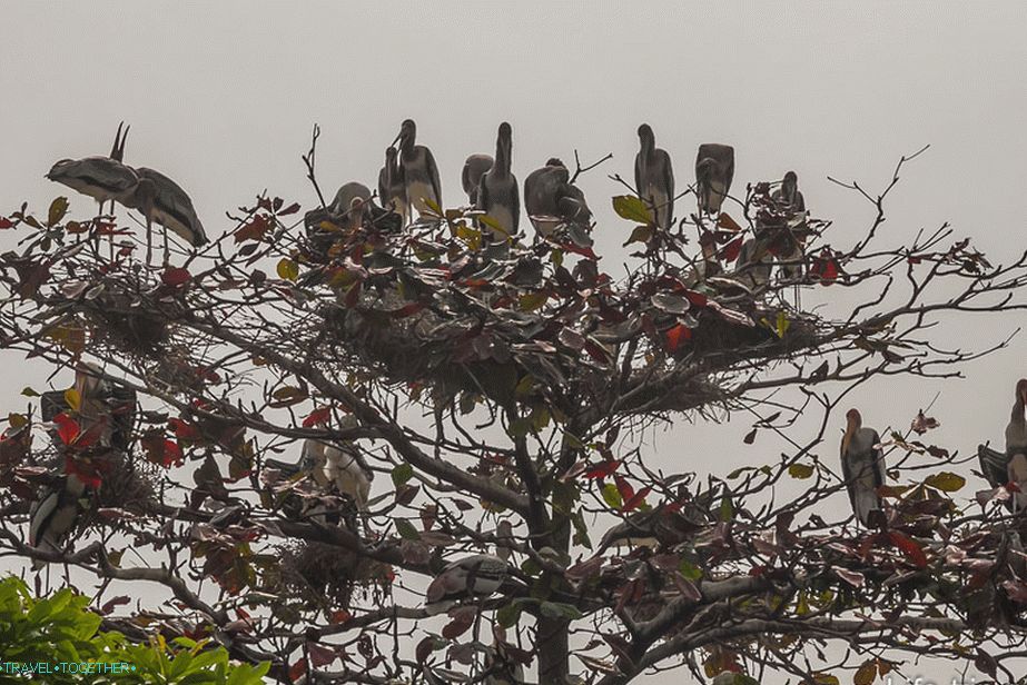 Neke velike ptice sede na drvetu